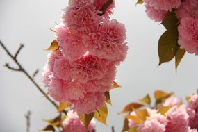 pink fluffy japanese cherry flowers