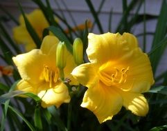 bouquet with yellow lilies