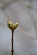 two green Buds on branch, blurred background