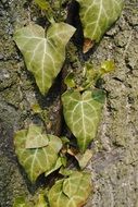 Foliage of the creeper