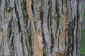 south side of a tree trunk