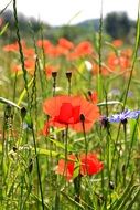 colorful poppy field