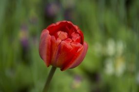red tulip on blurry background close-up