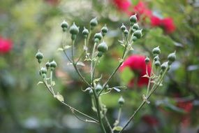 green buds of a rose close-up on blurred background
