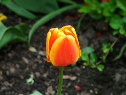 delightful delicate beauty orange tuilp