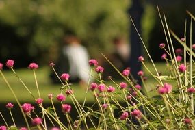 Paris Park Flowers Nature
