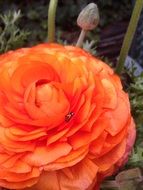 closeup photo of ladybug on an orange buttercup