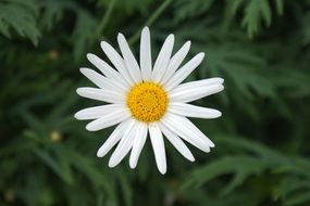 filigreed white daisy