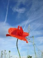 red poppy on a stem against the sky