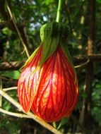 Pictum Flower