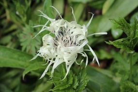 white spotted mountain knapweed