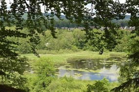 Landscape Pond