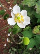 delicate white flower on the garden bed