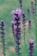 field of liatris spicata flowers