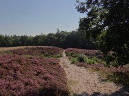 purple grass against a dense forest