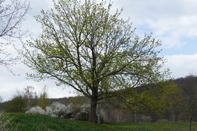 tree by the lake