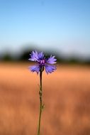cornflower or Centaurea cyanus