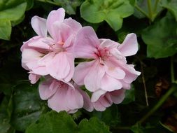 light pink inflorescence of garden geranium