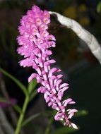 closeup view of pink bloom flowers