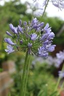 purple inflorescence of a garden plant