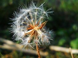 white dandelion bloom