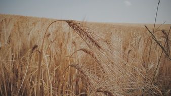 field of ripe golden wheat