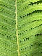 unusual leaf of green fern close-up