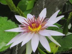 closeup of a pale purple water lily