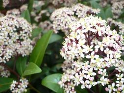 flower blossom close