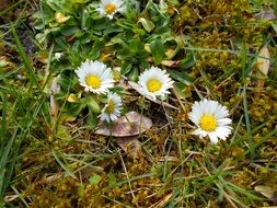 wild daisies on the meadow
