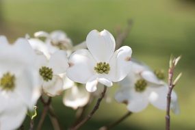 white flowers on blurred background close-up