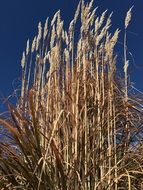 tall golden stems of swamp grass