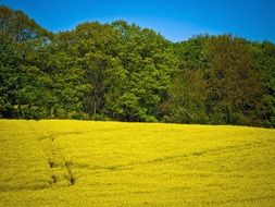 scenic field of rapeseeds