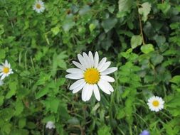cute daisies in summer