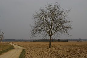 lonely tree on the field near the road