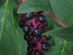 black berries on a bush with green leaves