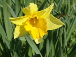 Daffodil flower in spring