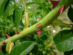 Thorns of rose shrub