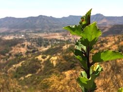 landscape of branch with green leaves on the background of the valley