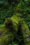 green moss on a tree trunk in a green forest