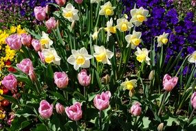 stunningly beautiful Daffodils and Tulips