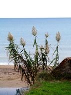 green plant on the shore