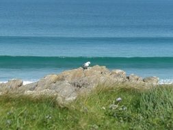 seagull on the coast rock