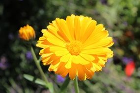 closeup view of Yellow Calendula Herb flower