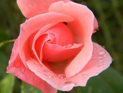Water Red Rose