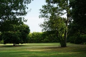 Park Trees