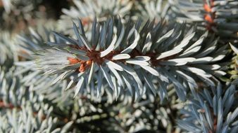 spiny needles of conifer