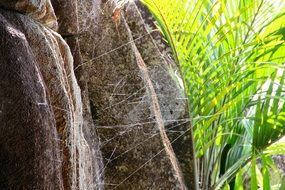 spider web near the cliff