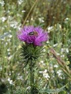 black insect sits on a thistle