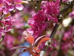 bright pink bloom of a apple tree close-up